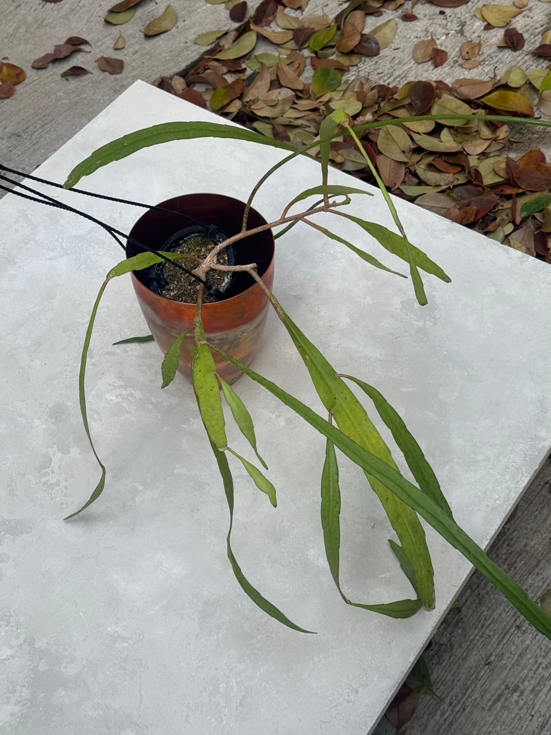 Copper Pot 4 <Metallic> 상품이미지4