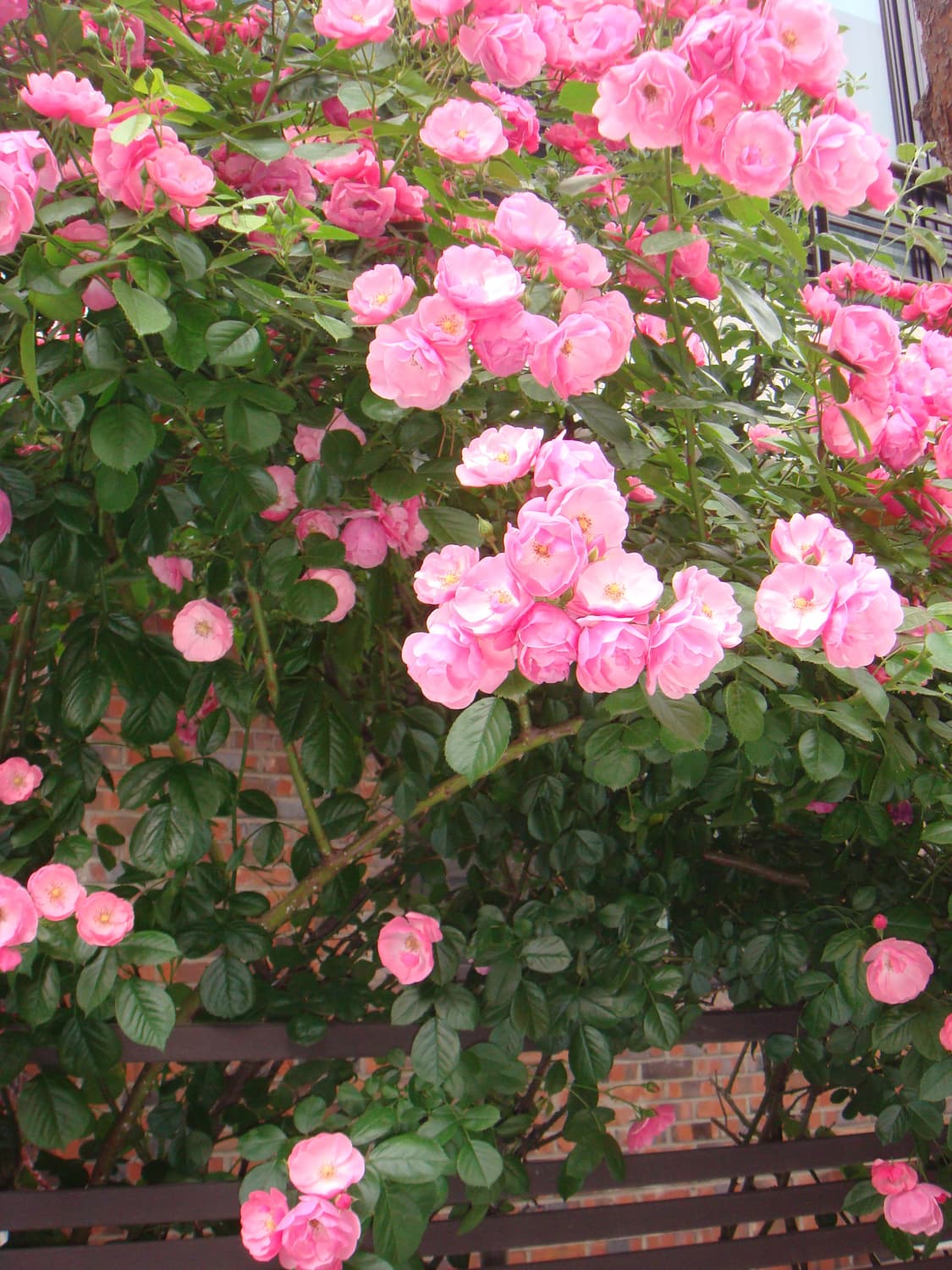 (결과물0) 소니 사이버샷 DSC-T2 상품이미지8