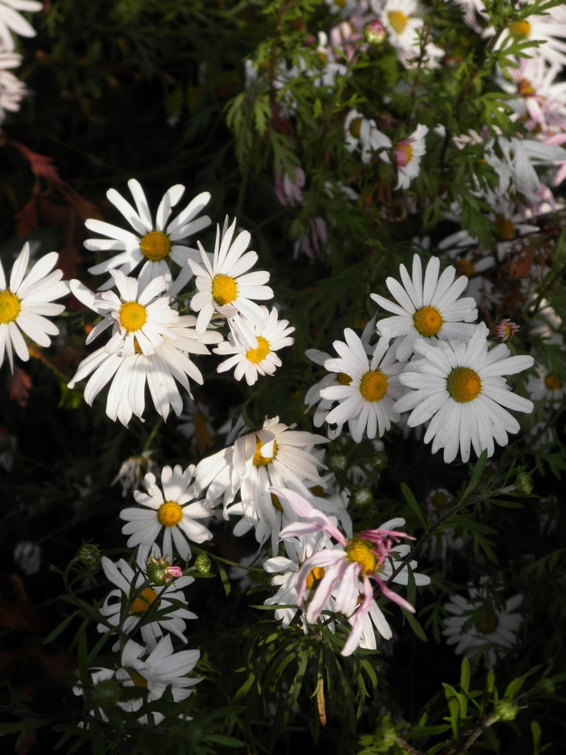 올림푸스 뮤 7050 핑크 빈티지 디카 상품이미지6