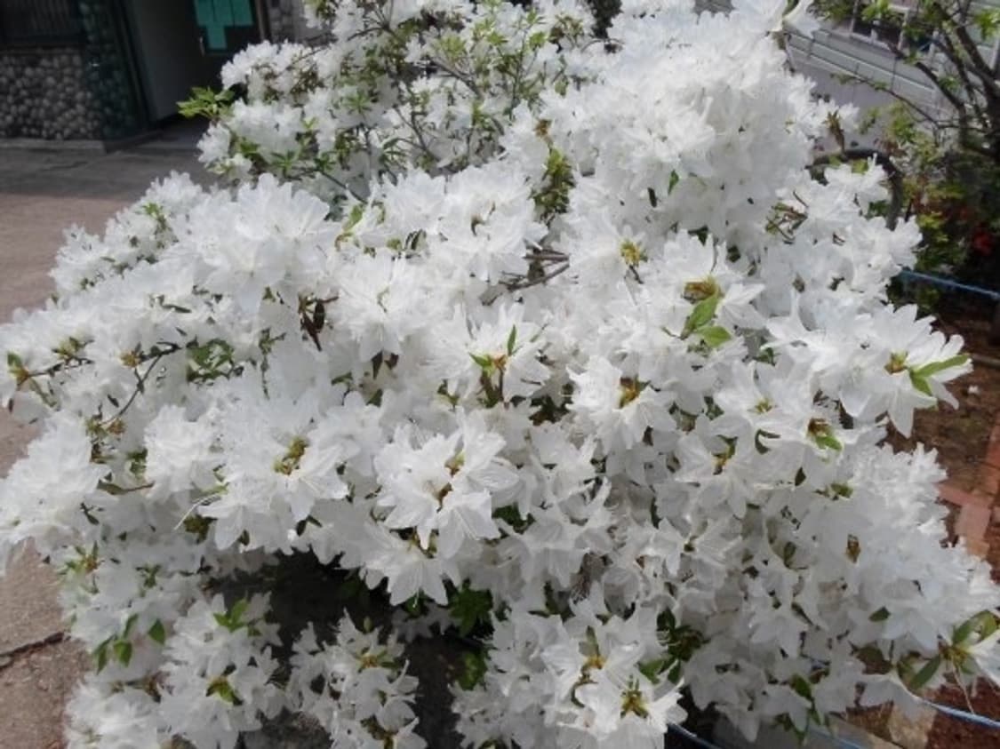 삼성 Samsung VLUU ES95 화이트 상품이미지3