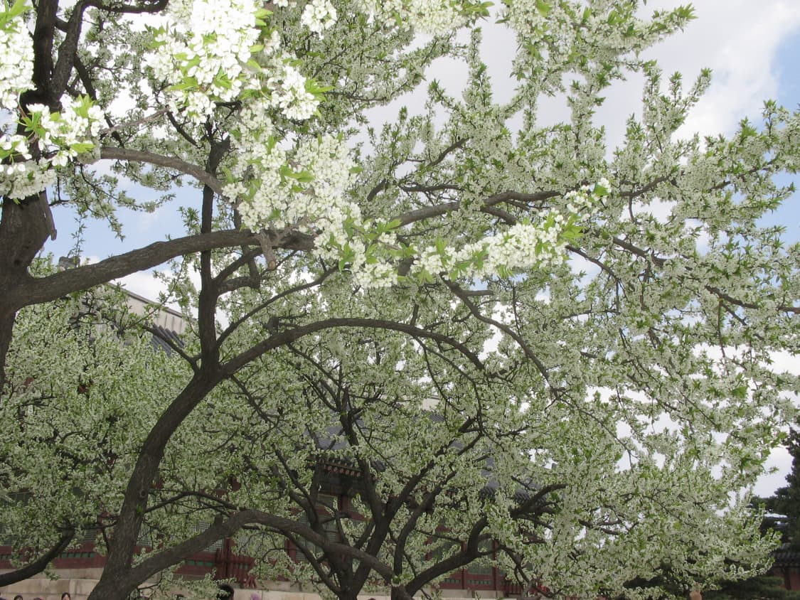 캐논 파워샷 A85 (작례있음) 상품이미지9