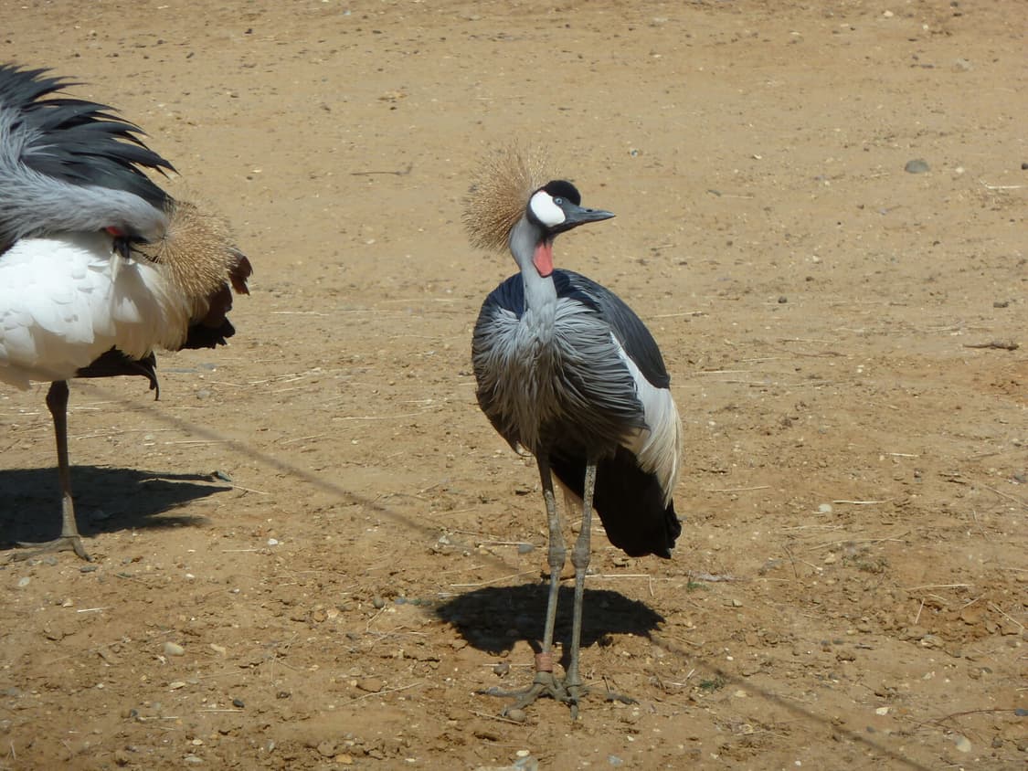 (데이트추천) 파나소닉 루믹스 TZ-10 빈티지 디카 상품이미지7