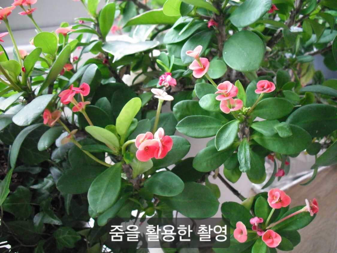 건전지 사용) 후지필름 Finepix A100 상품이미지10