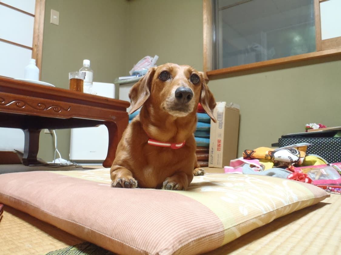 (한국어지원🫧) 올림푸스 Tough-6020 빈티지 디카 디지털카메라 상품이미지9