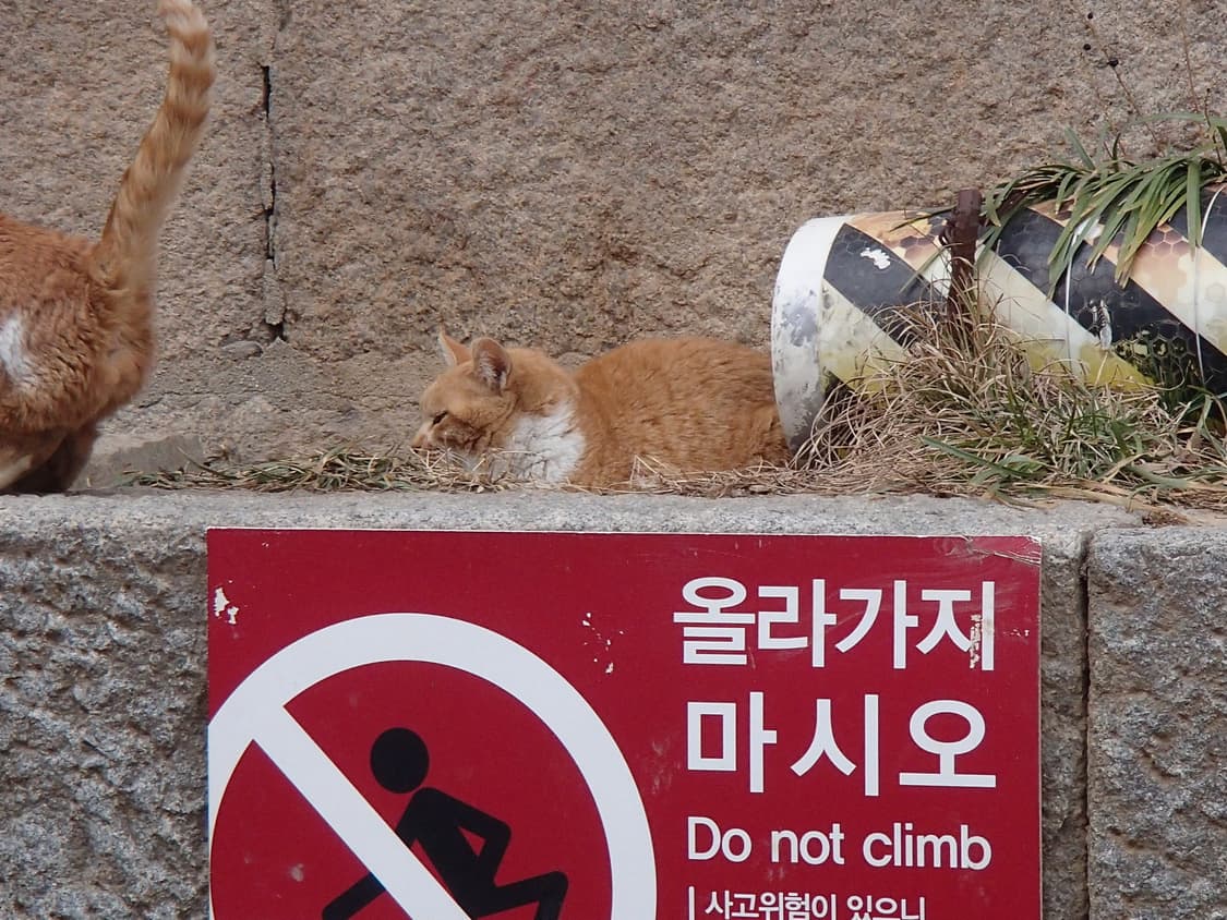 디카 그린 / 올림푸스 터프 tg-620 상품이미지7