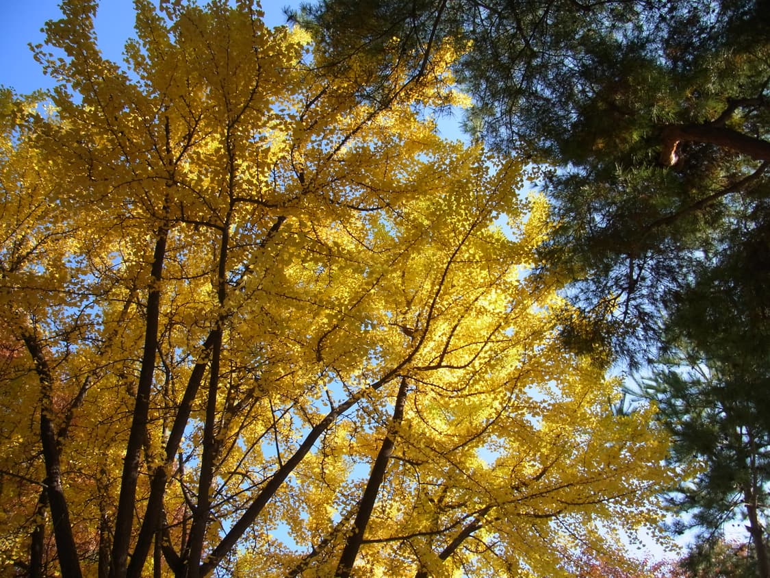 RICOH PX (작례 O) 상품이미지7