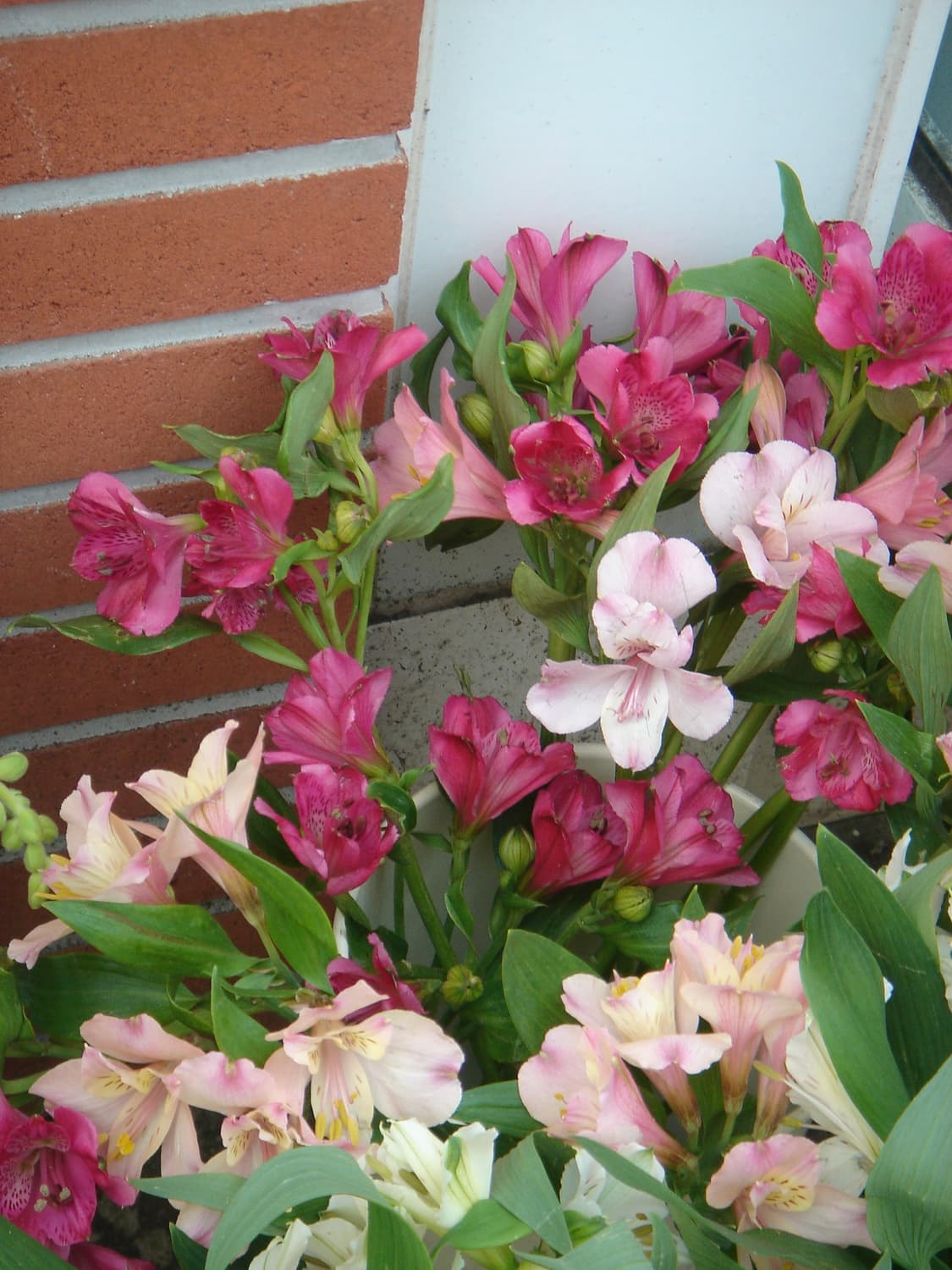 [작례O] 소니 Cyber-shot DSC-T33 🌸벚꽃특가🌸 상품이미지5