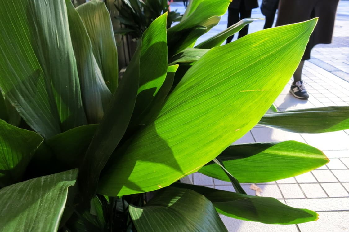 캐논 파워샷 Canon PowerShot S100 블랙 상품이미지2