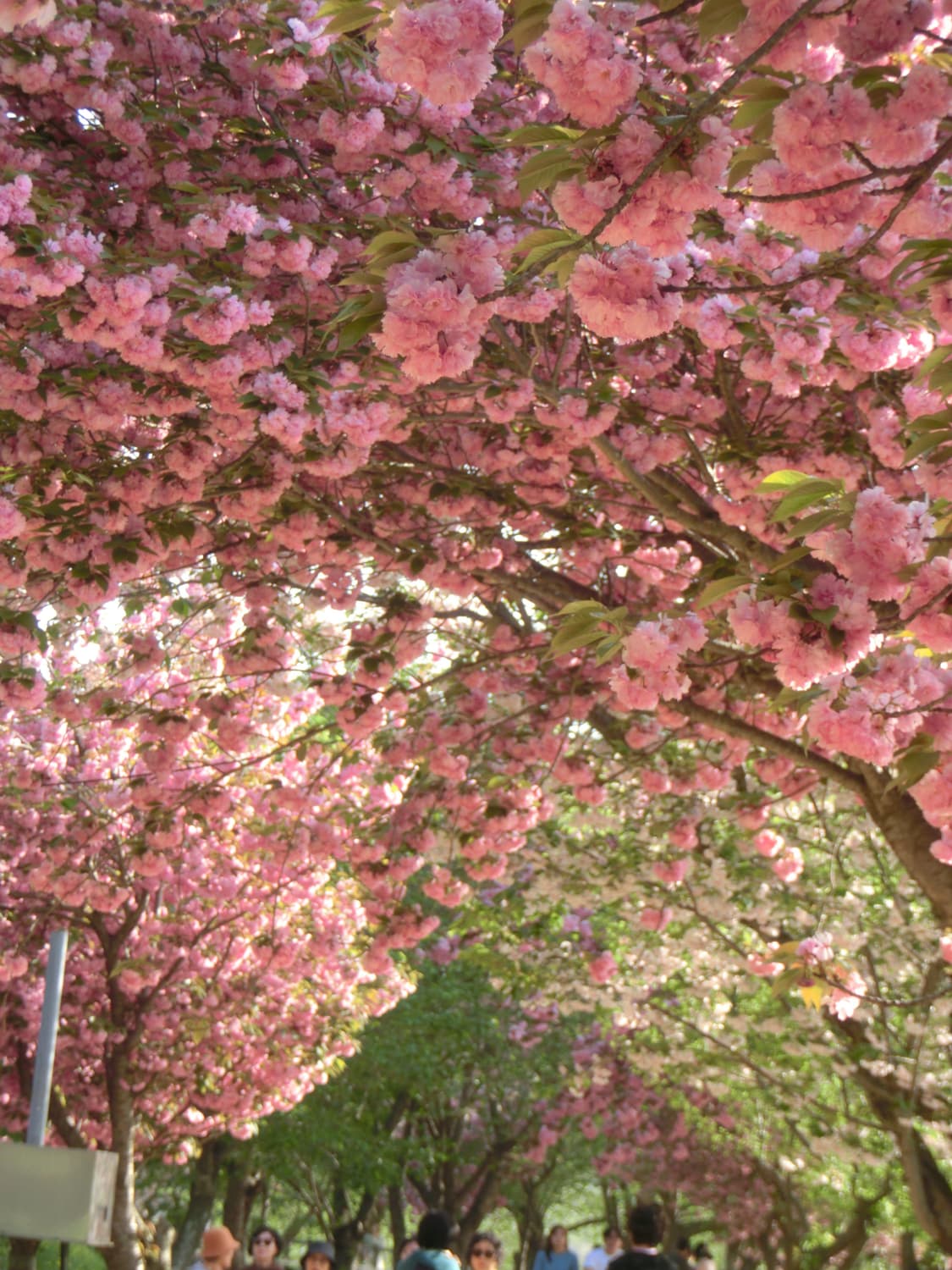 풀구성 레어 핑크🩷) Casio Exilim ZR400🌸 상품이미지8