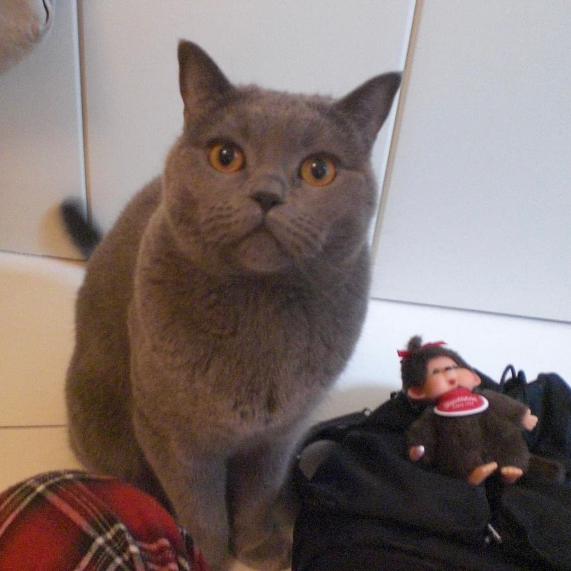 [작례O] CASIO EXILIM EX-Z77 상품이미지4