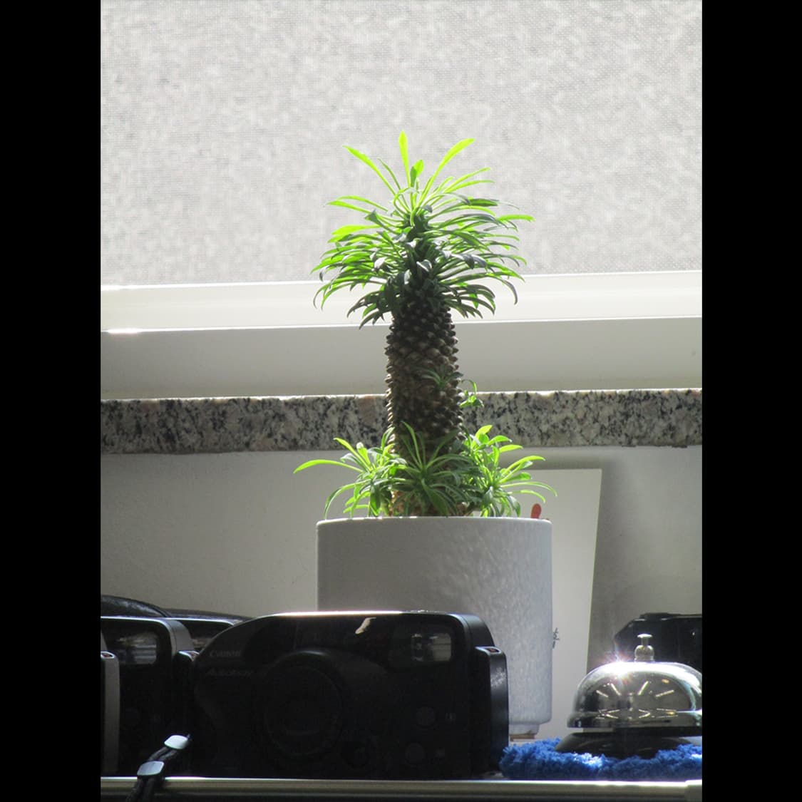 작례⭕️ 캐논 IXY 200 레드벨벳 조이 카메라 상품이미지6