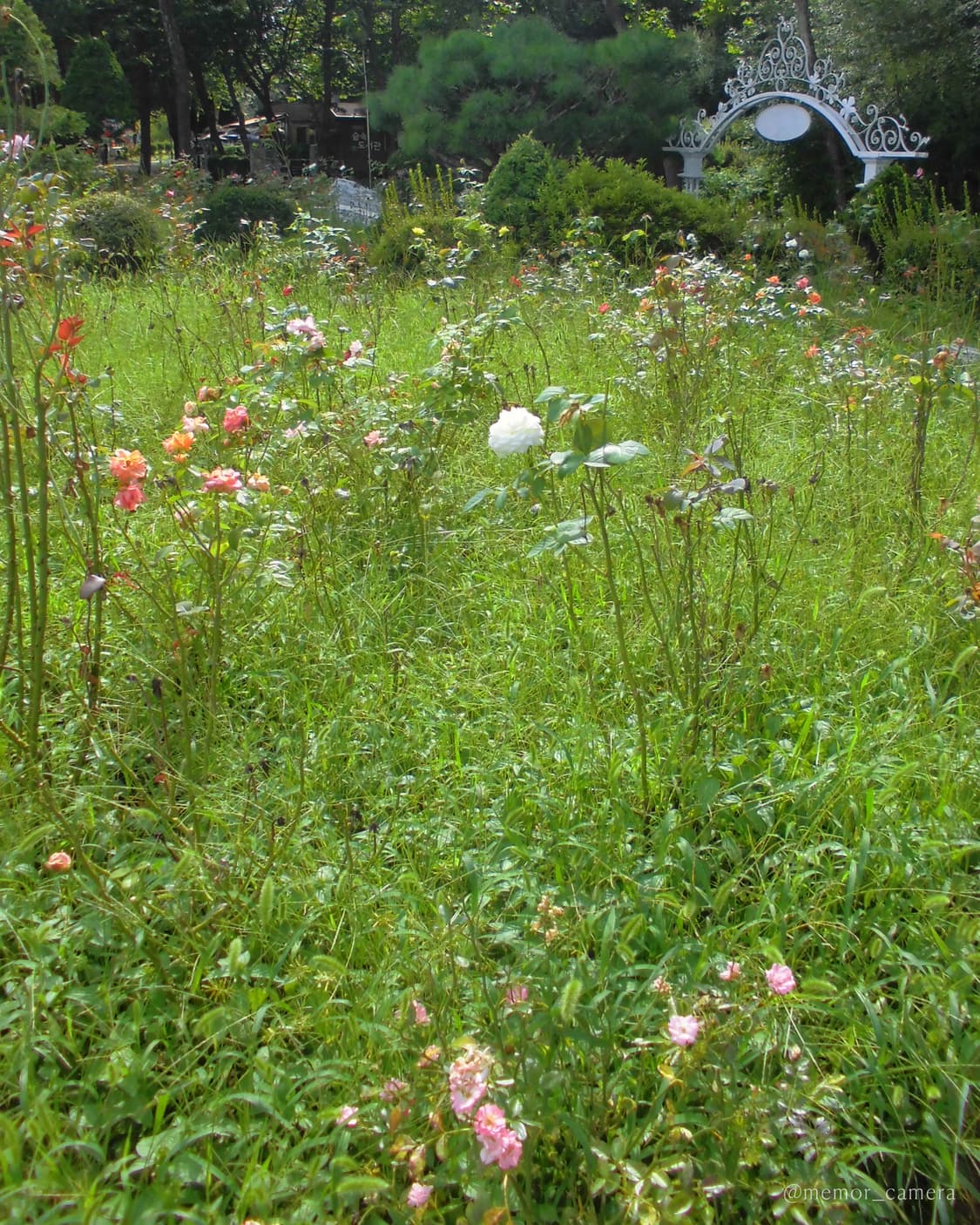 수채화 느낌 작례 🎨 CASIO EXILIM EX-Z900 카시오 디카 상품이미지10