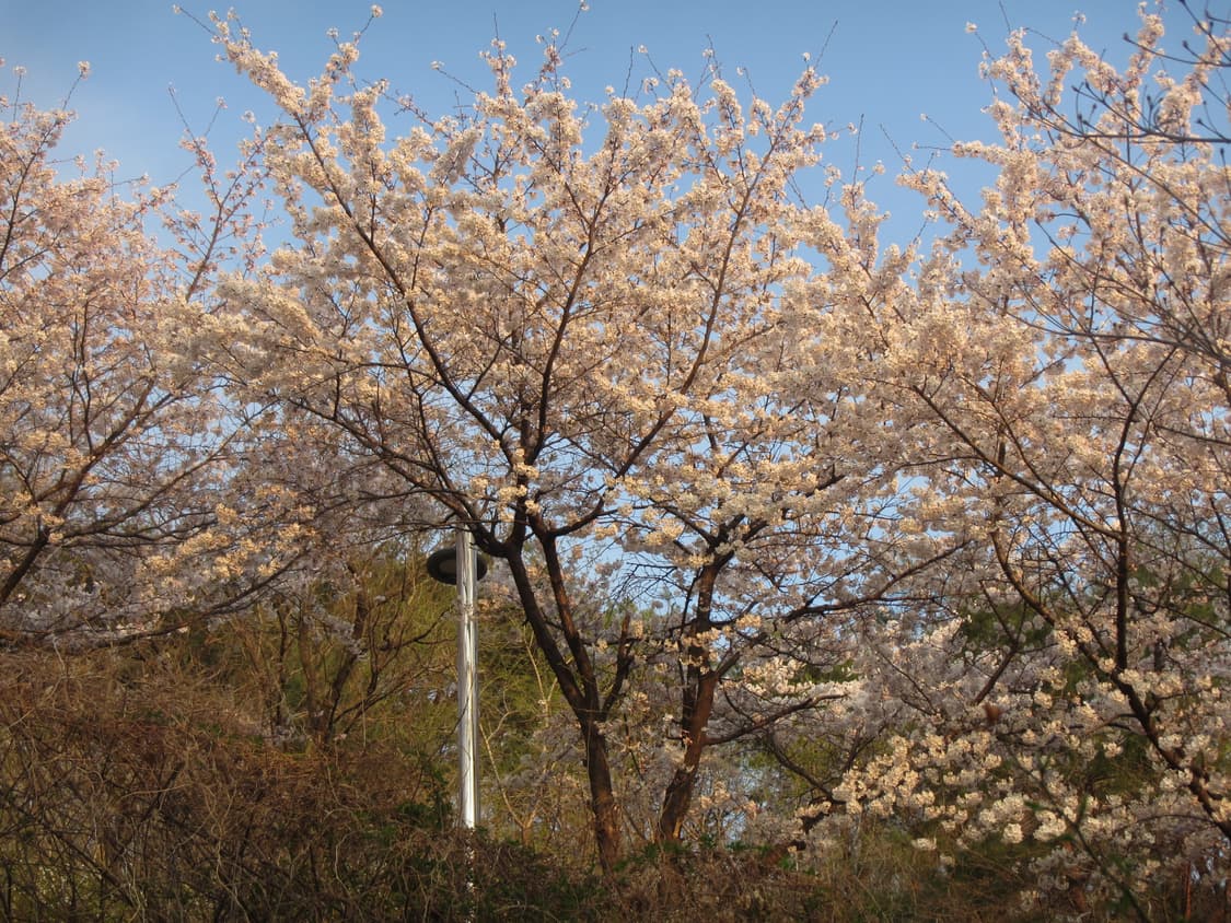 (작례🌸)Canon Powershot D30디카 상품이미지2