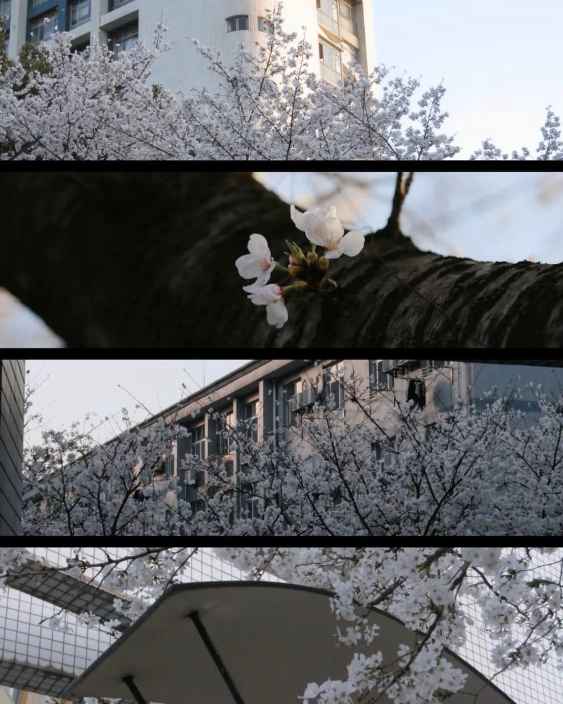 A급) 캐논 익서스 850 CANON IXUS 850 빈티지 디카 상품이미지5