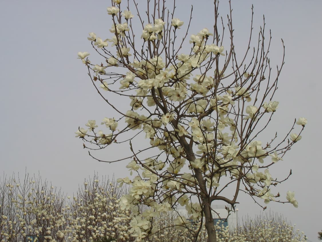 캐논 A80 디지털카메라 상품이미지9