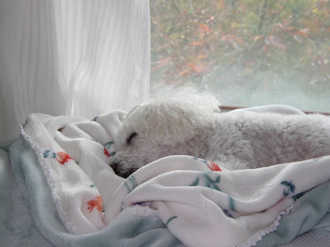 올림푸스 D-550 ZOOM 빈티지 디지털카메라 상품이미지9