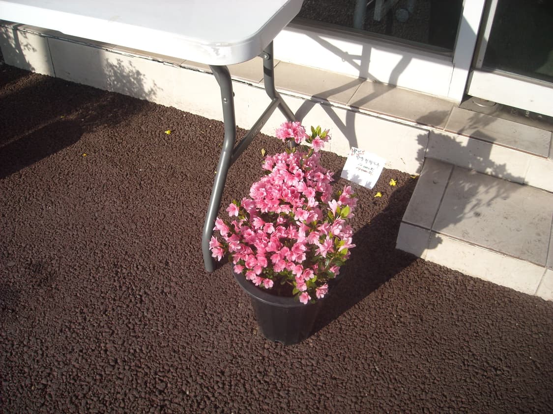 튜닝,작례O)니콘 쿨픽스 S520  Nikon COOLPIX 빈티지 디카 상품이미지6