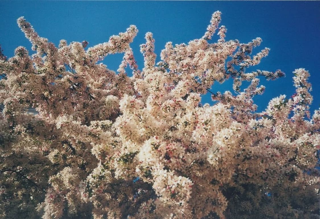 라이카 미니 1992 올림피아 에디션 상품이미지4