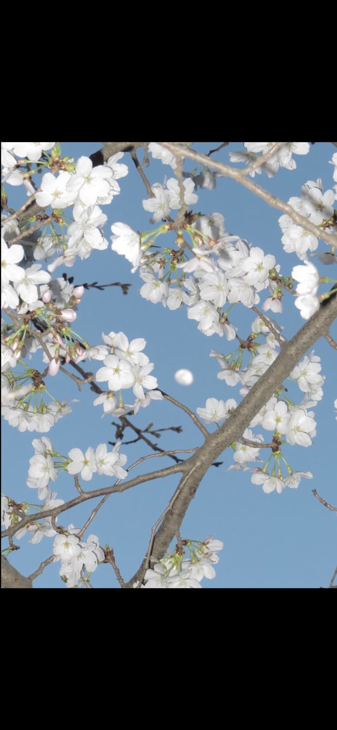 캐논 익서스 70 CANON IXUS 70 빈티지 디지털카메라 디카 상품이미지4