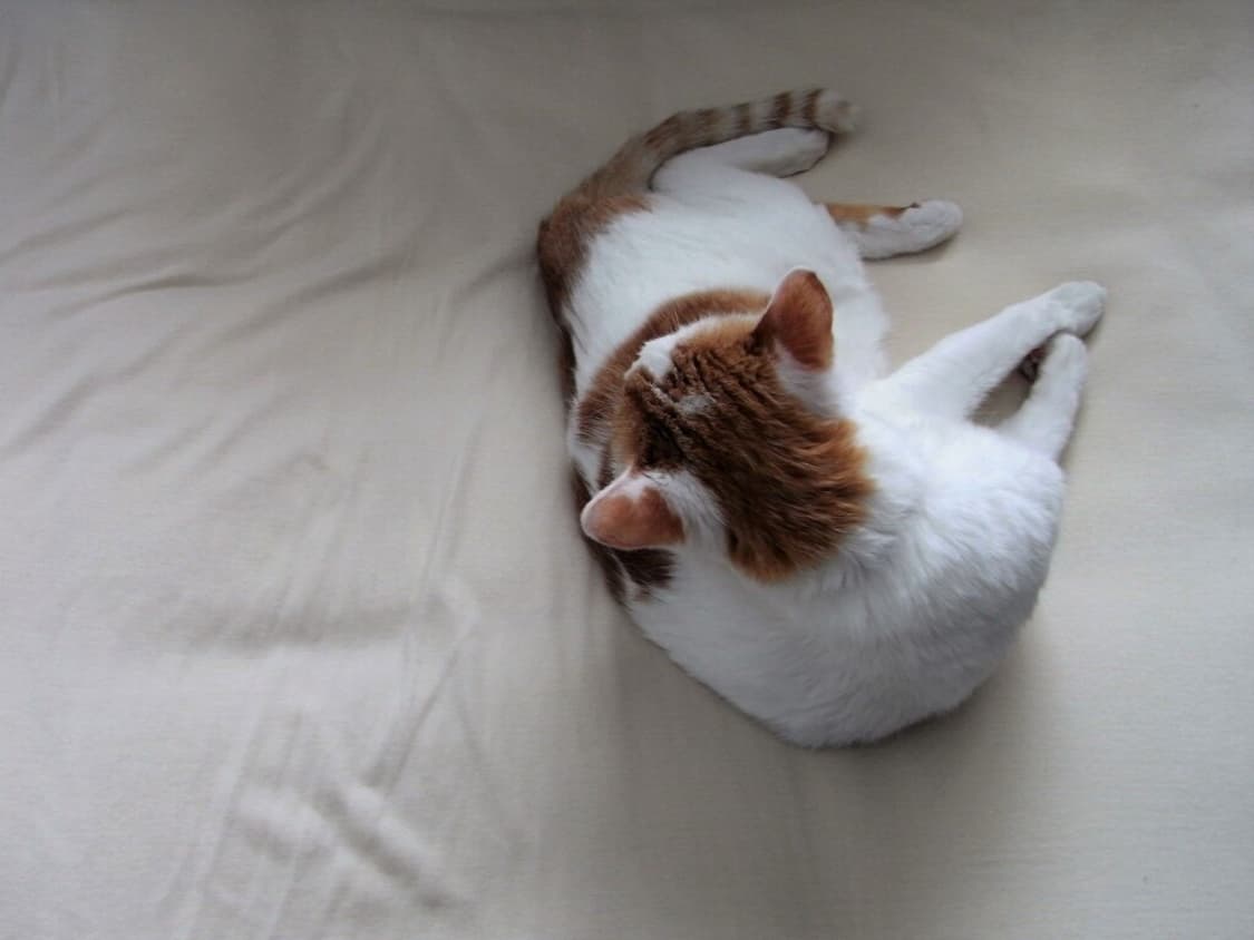 장원영 디카🎀리코 r8 빈티지디카 상품이미지10