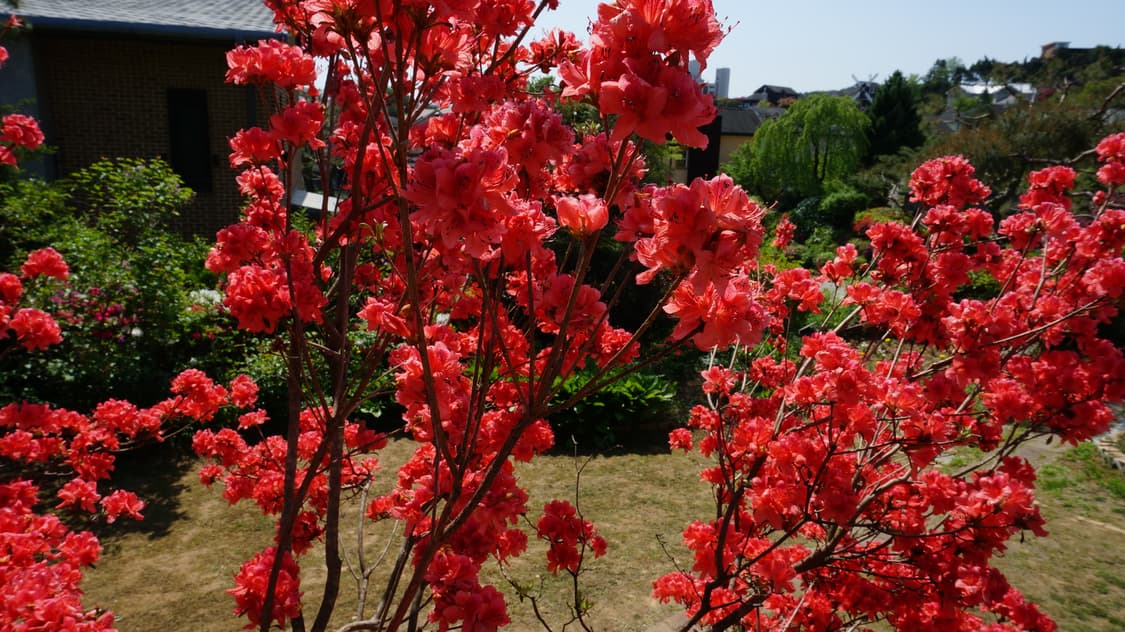 소니 NEX-6 미러리스 카메라 16-50mm 전동줌렌즈팝니다(작례). 상품이미지8