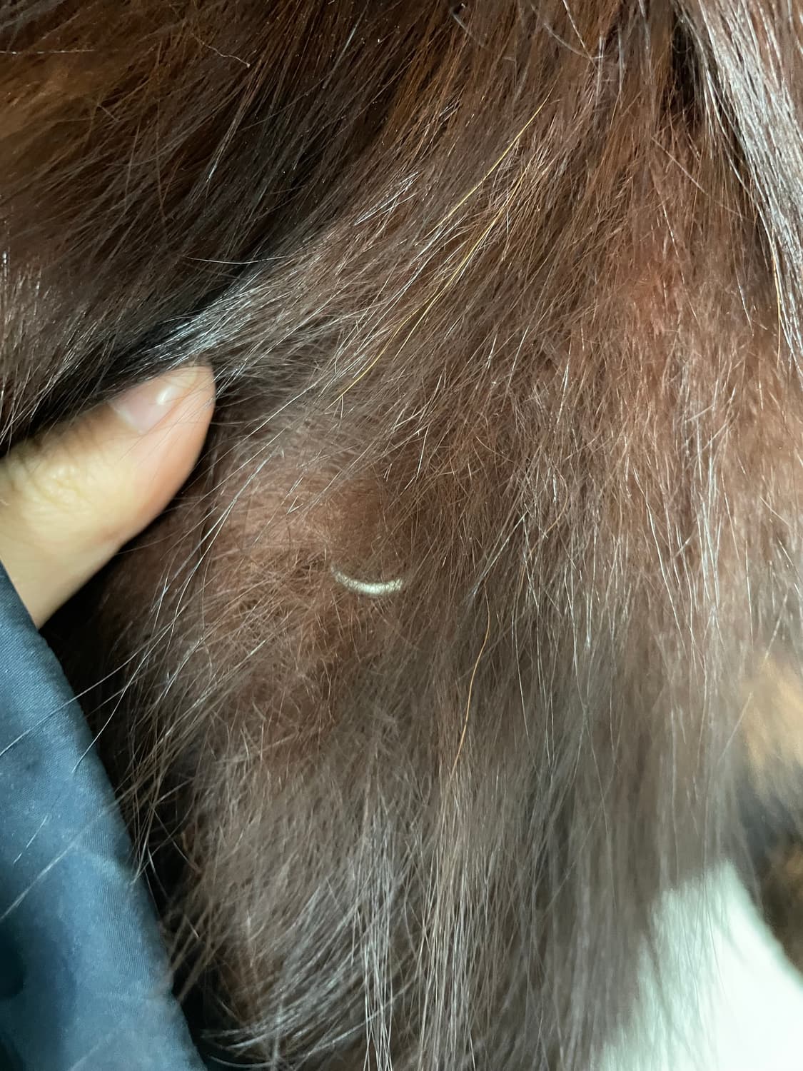 사가폭스 혼합 브라운 퍼 자켓 H1890 상품이미지6