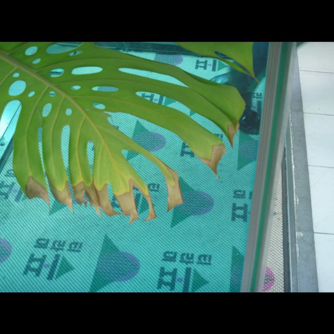 작례⭕️ 파나소닉 루믹스 DMC-FP1 상품이미지6