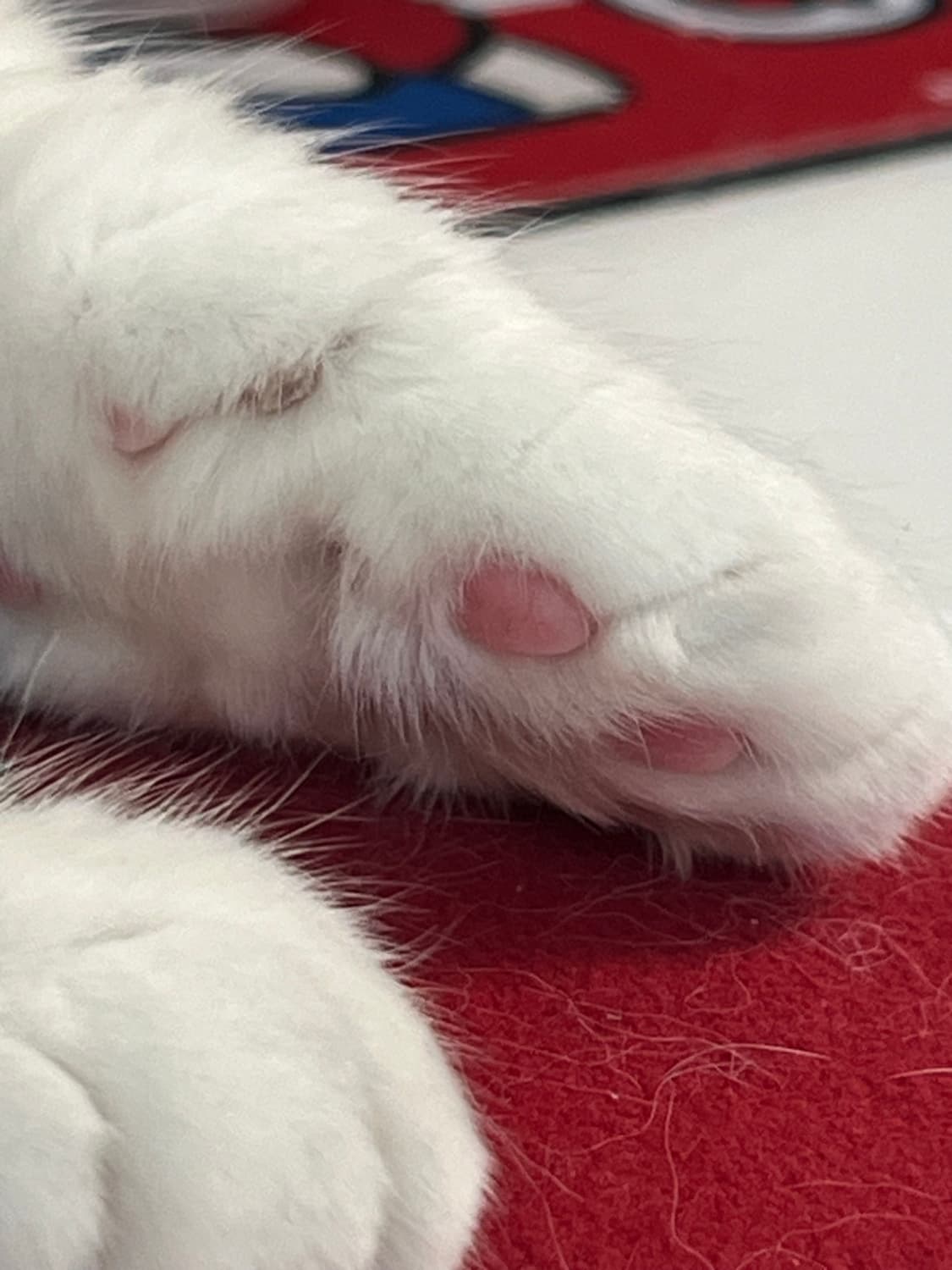 고양이 팝니다 상품이미지1