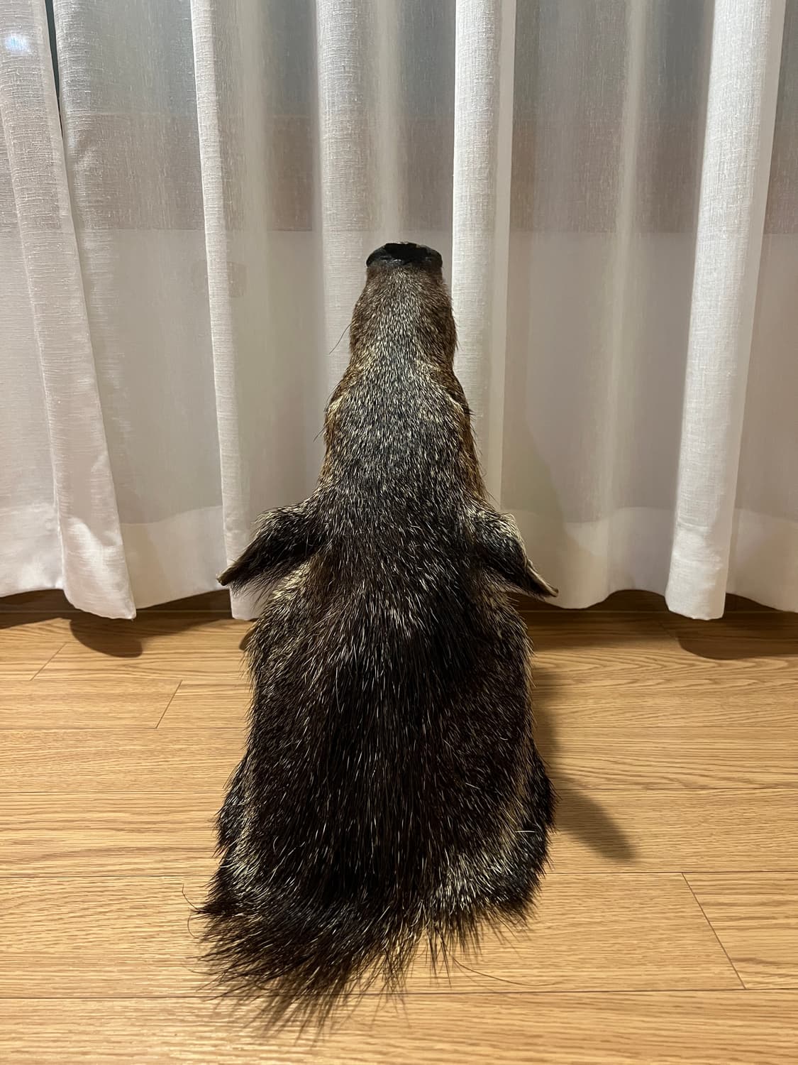 Javelina 숄더마운트 박제 헌팅트로피2 상품이미지4