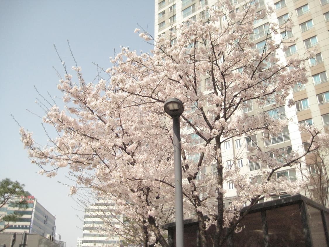 캐논 익서스70 익시10 작례o 상품이미지7