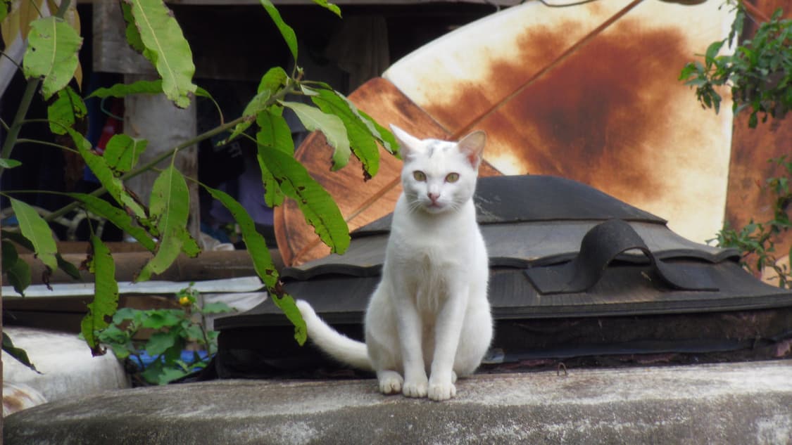 (프레임꾸미기💜) 펜탁스 옵티오 OPTIO LS465 디카 디지털카메라 상품이미지10