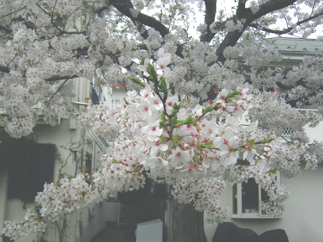 코닥 이지쉐어 Kodak EasyShare C340 실버 상품이미지3