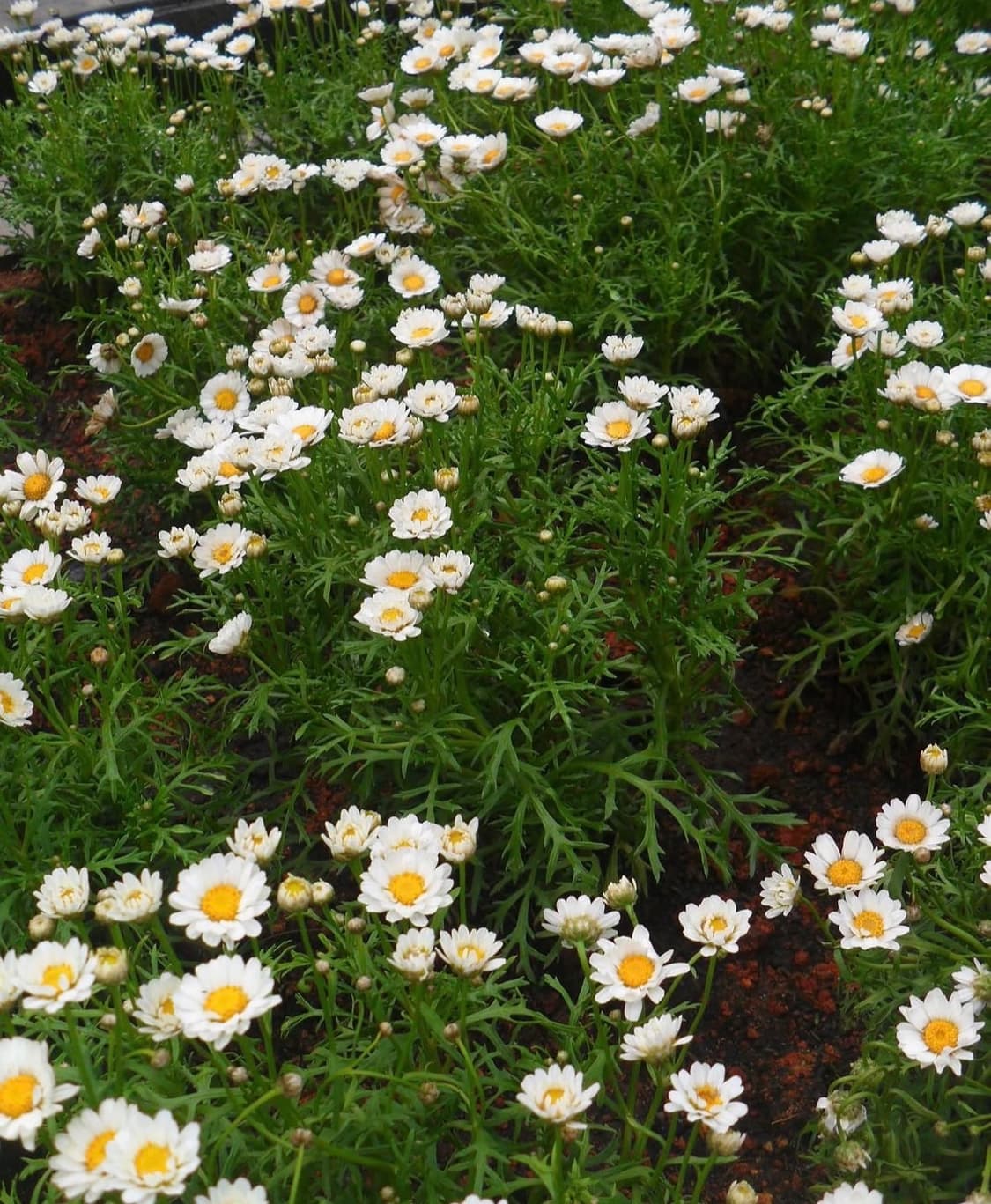 삼성pl100 (tl205) 디지털카메라 상품이미지10