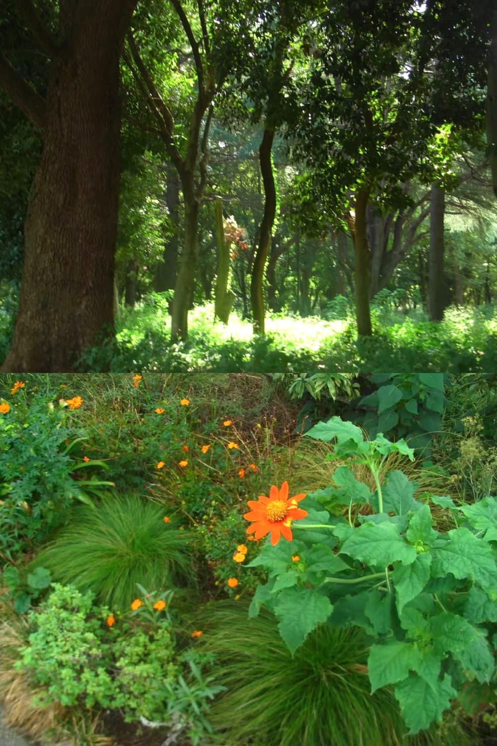 작례🫧 𖠳ᐝ리코 RICOH CAPLIO R5 상품이미지4