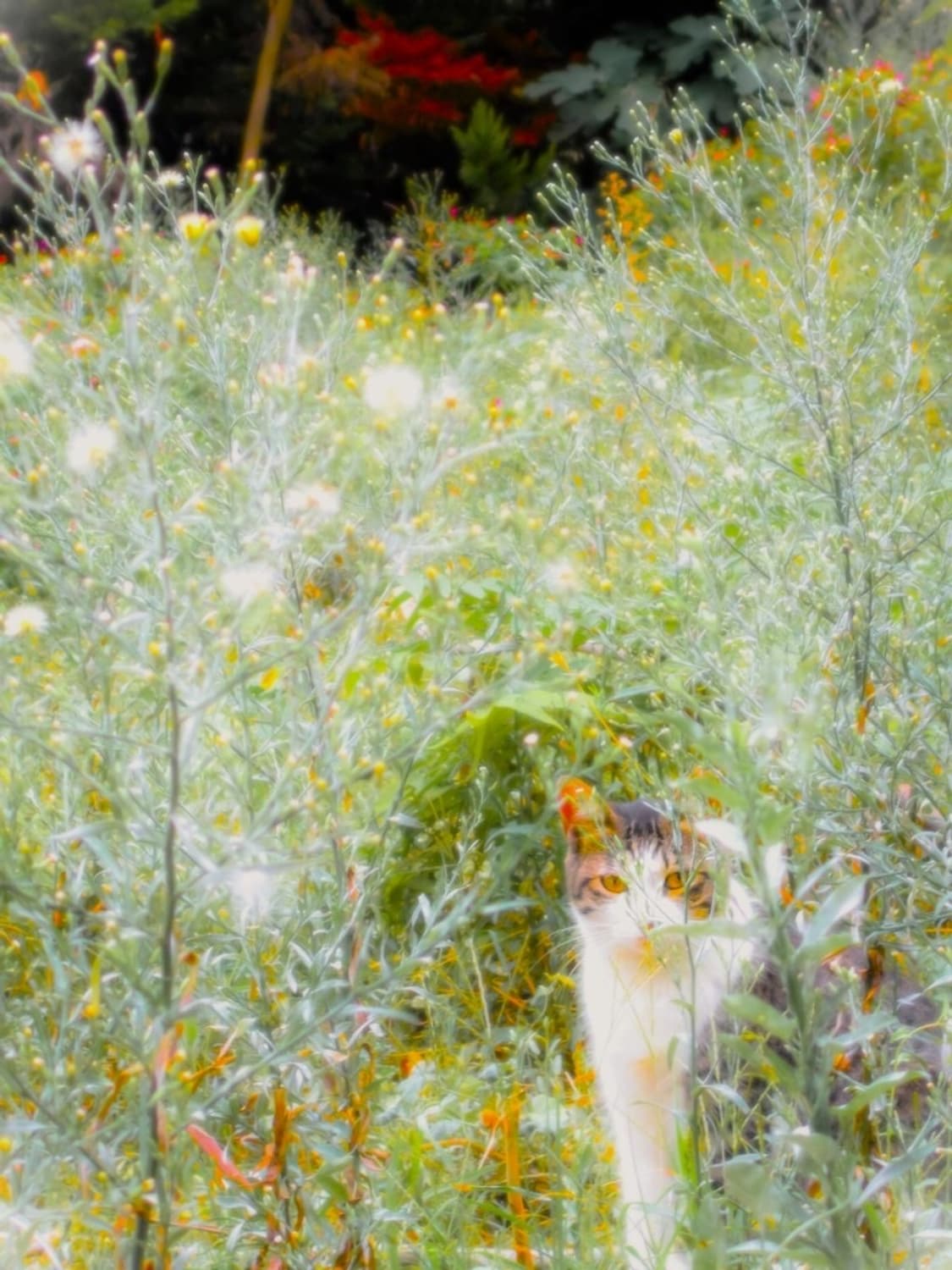 니콘 쿨픽스 Nikon Coolpix A10 실버 상품이미지3