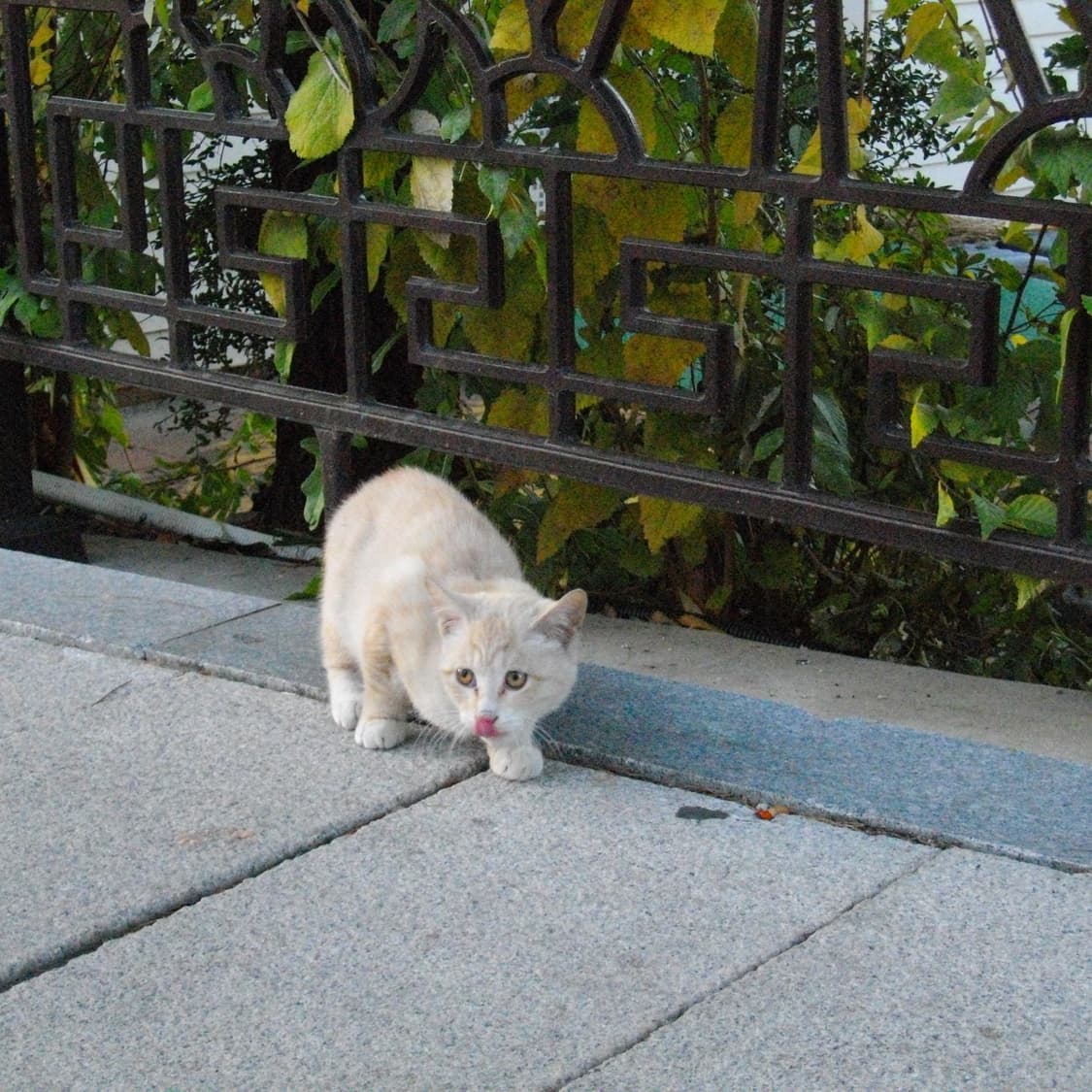 Pentax Optio E60(A급/🎁풀패키지) 상품이미지9