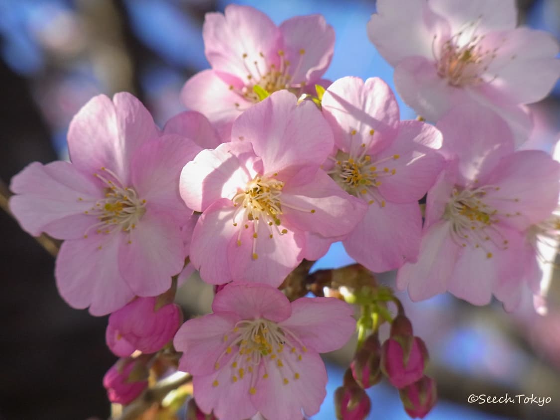풀박 📸 리코 CX3 핑크 | 감성 줌 디카 🩷 상품이미지9