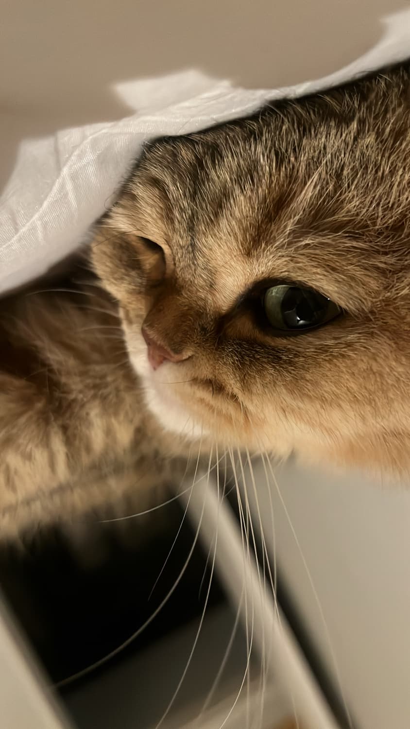 고양이 상품이미지1
