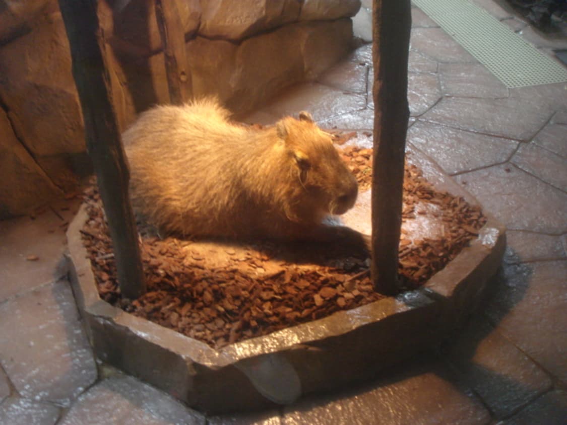 일본 소니 빈티지디카 슬라이드렌즈 작례ok 사이버샷 깨끗한 레트로카메 상품이미지8