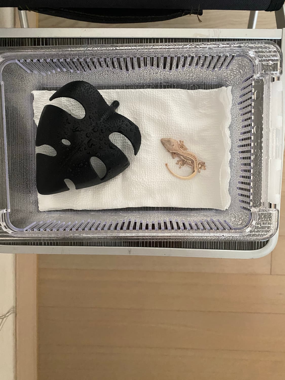 메종 마르지엘라 타비 링 삽니다 상품이미지1