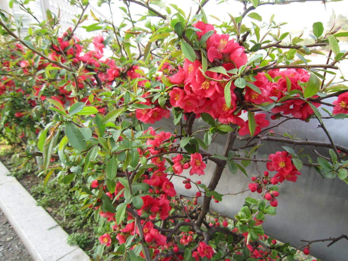 풀박스 Canon ixy10s 라벤더핑크 빈티지디카 캐논 익시 익서스 상품이미지10