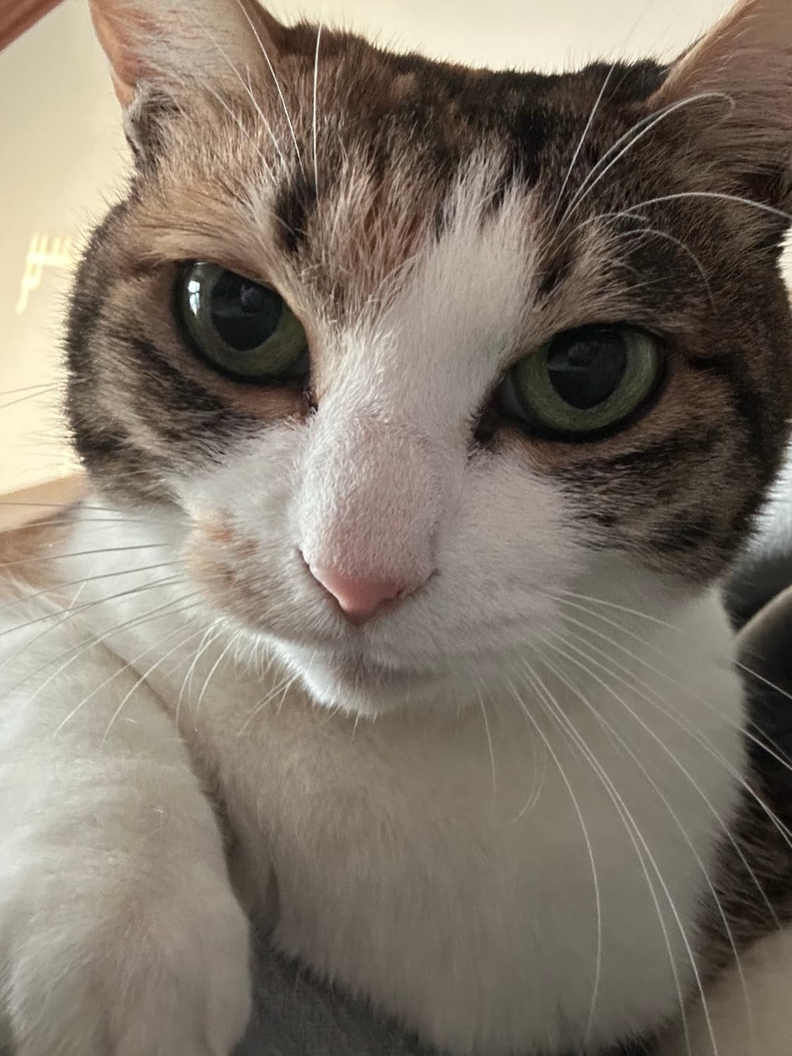 아디다스x오아시스 자카드 저지 새상품 상품이미지4