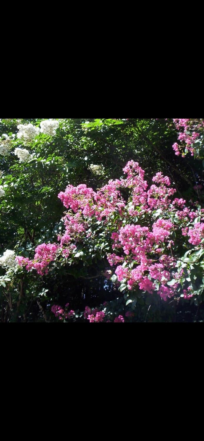  Kodak Easyshare M341 상품이미지2