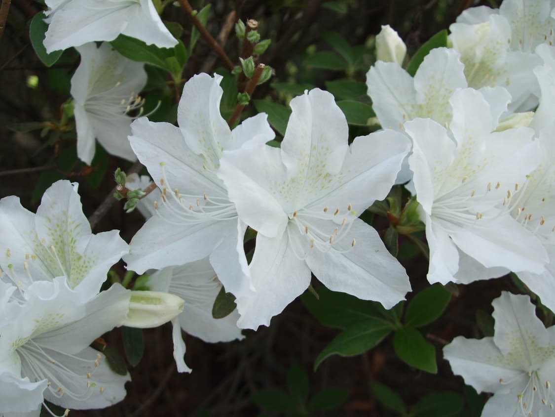 후지필름 파인픽스 F50FD 디카 디지털 카메라 상품이미지6