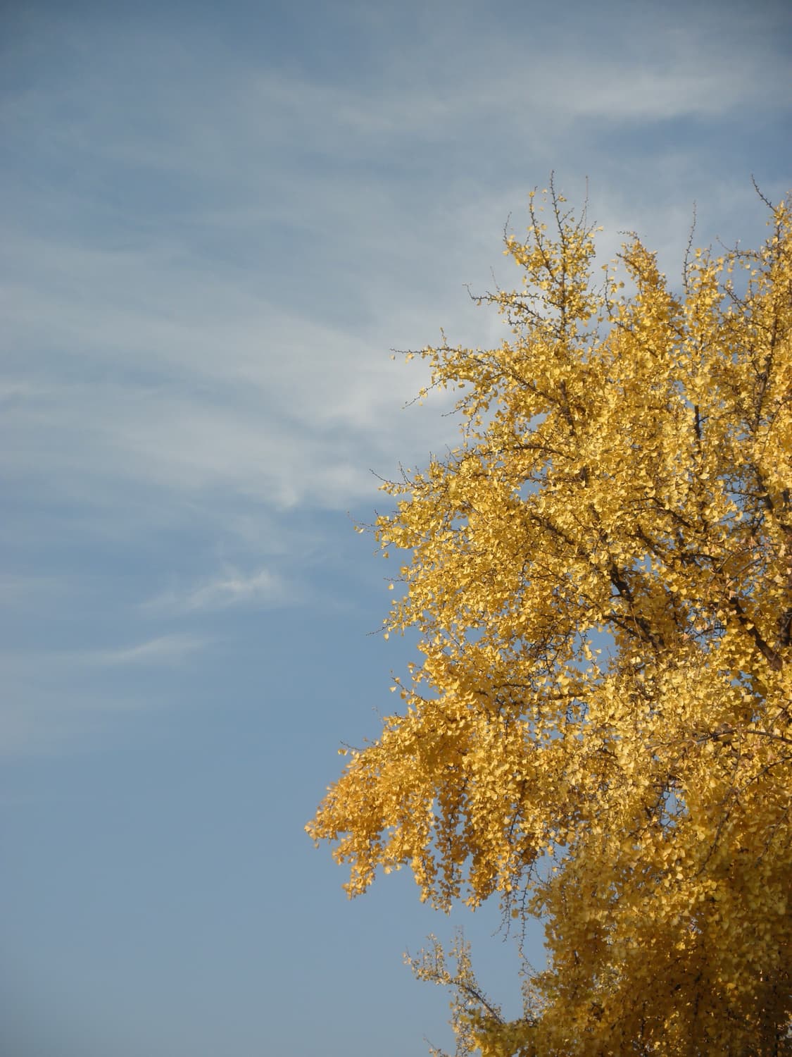 소프트포커스&와이파이!) Samsung SH100 디카 카메라 상품이미지3