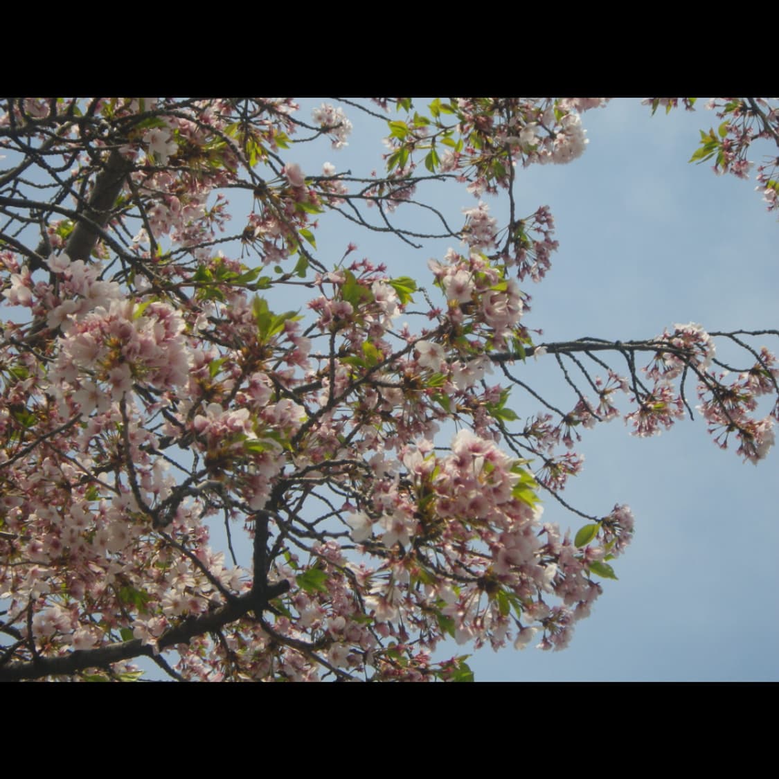 작례⭕️ 펜탁스 WG-10  상품이미지2