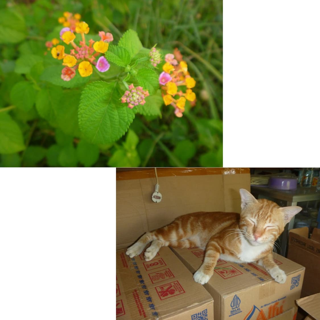 파나소닉 루믹스 dmc fp7 (작례 0) 상품이미지4