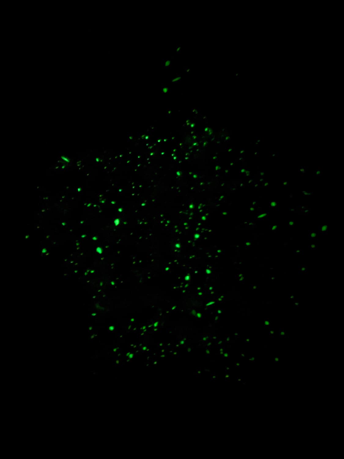 베이프 야광 후드집업 화이트 상품이미지3