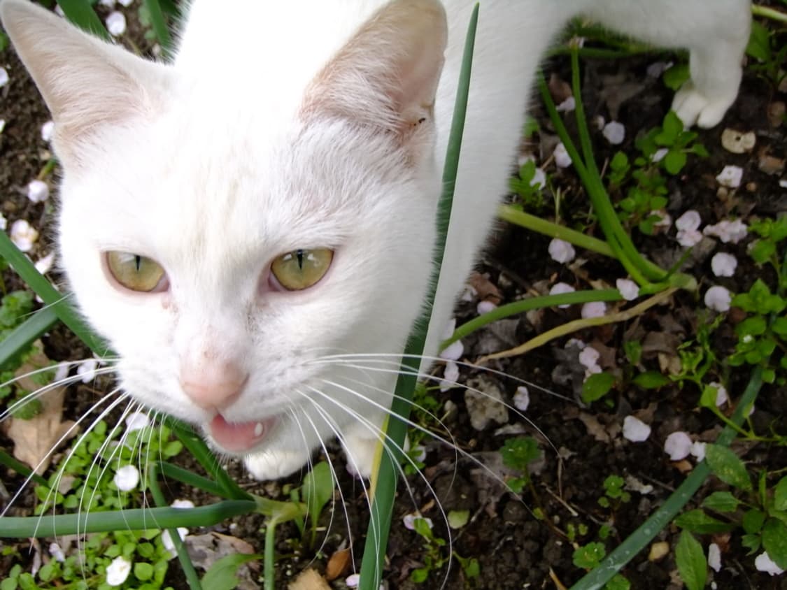 (메탈릭핑크🎀) 후지필름 파인픽스 Z700EXR 디카 디지털카메라 상품이미지8