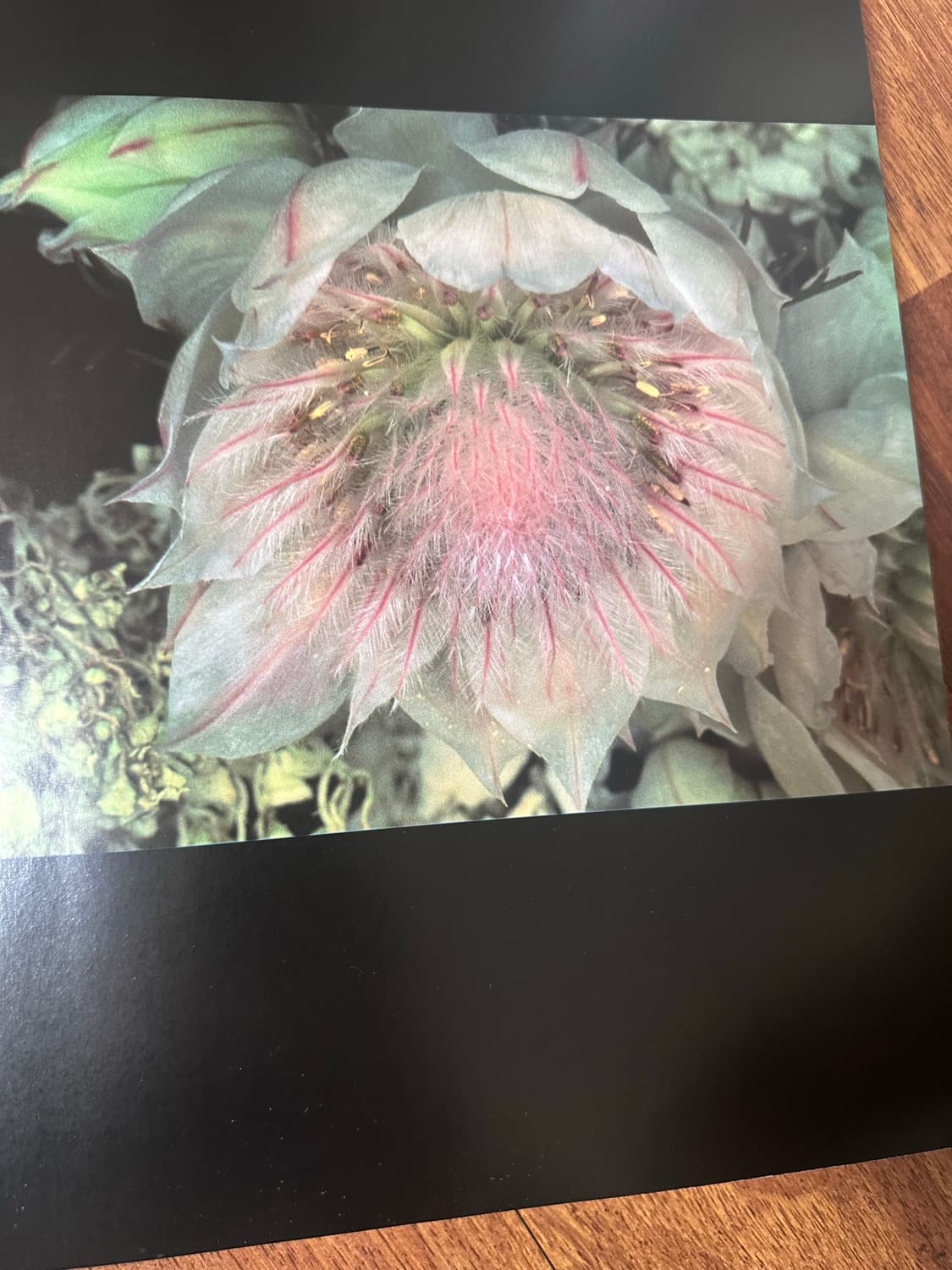 Araki Nobuyoshi 아트북 상품이미지2